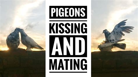 Pigeon Kissing And Mating Scene Pigeon Sex Pigeon Romance Youtube