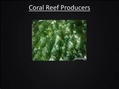 Ppt Coral Reefs Powerpoint Presentation Id2141726