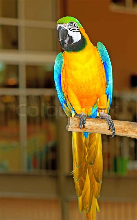 Farverige Papegøje Fugl Sidder På Aborre Stock Foto Colourbox