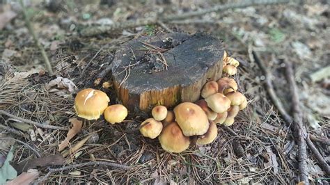 Tree Stump With Mushroom Fungus Around It Image Free Stock Photo