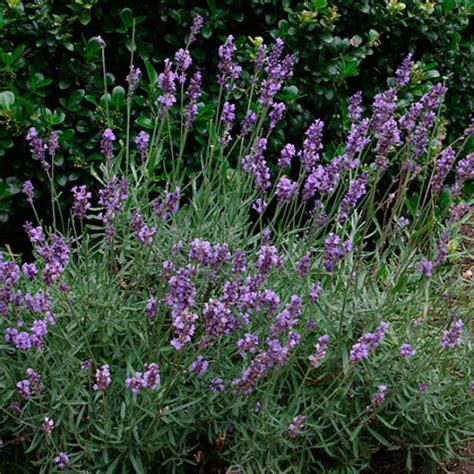 English Lavender FineGardening