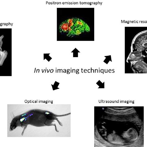 Main In Vivo Imaging Techniques Download Scientific Diagram