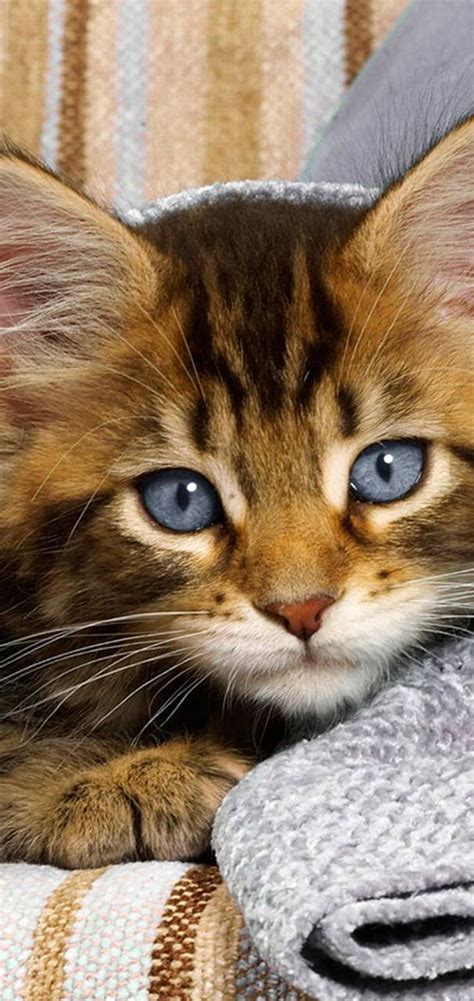 Los Mejores Fondos De Pantallas De Gatos Pretty Cats Kittens Cutest