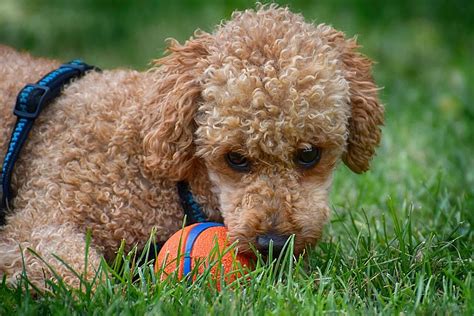 See more of 高知にゃんわんの家 on facebook. 犬図鑑 | トイプードルの特徴や性格は？飼い方、しつけ方を ...