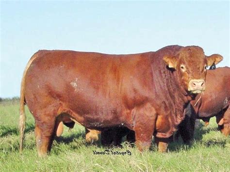 Limousin Cattle Breed This Guy Weighs A Tonne On Average Ginormous
