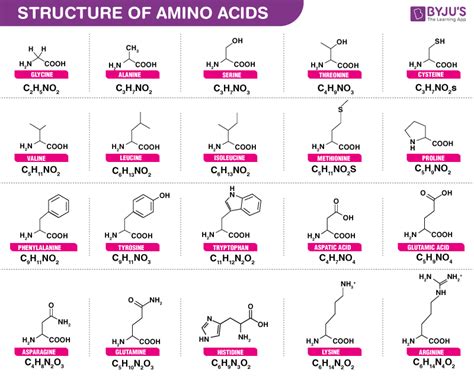 Koloni Biçimsel Soda Twenty Essential Amino Acids Ikinci El Açgözlü çirkin