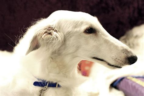 Difference Between Saluki Greyhound Whippet And Borzoi