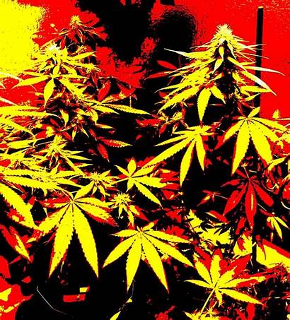 Marijuana Plants Cropping Super Cannabis Yields Bigger