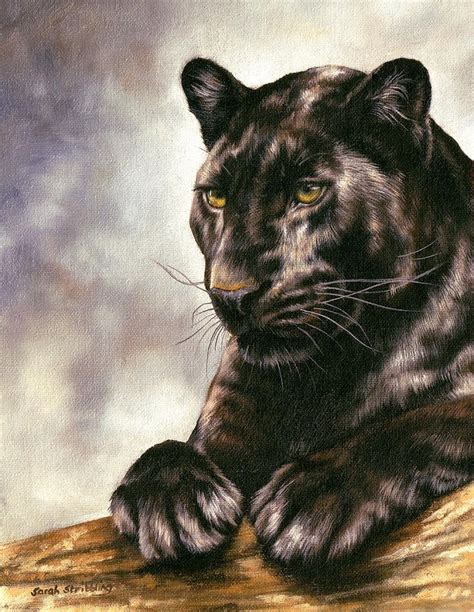 Black Panther By Sarah Stribbling Black Panther Drawing Black