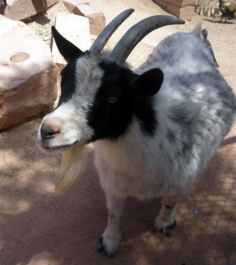 40 Interesting Pygmy Goat Facts About Your Next Exotic Pet