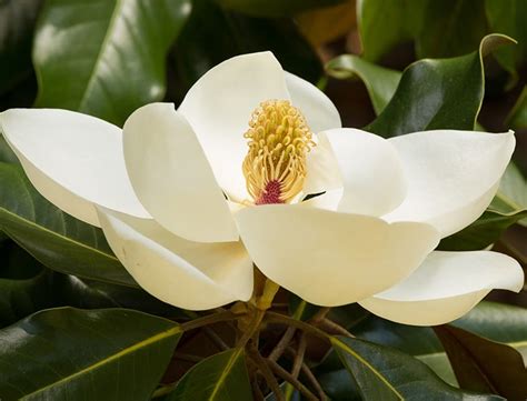 Magnolia Grandiflora Guide How To Grow And Care For “southern Magnolia”