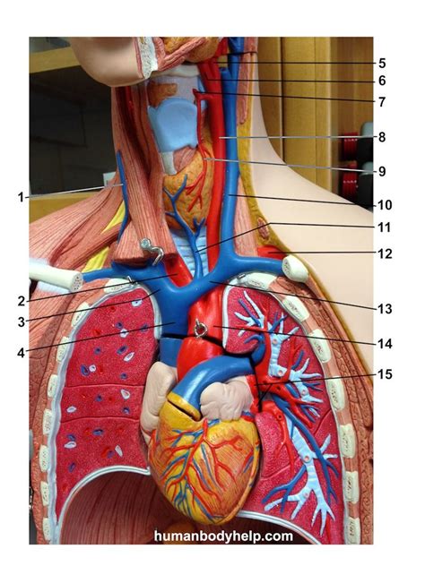 Arteries And Veins Of The Upper Torso Model Diagram Quizlet