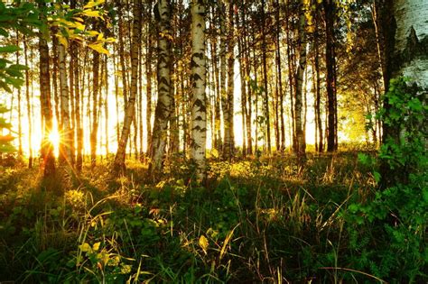 Beautiful Nature At Evening In The Summer Forest On The Sunset Stock