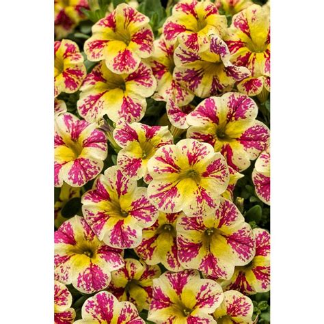 Proven winners plants are know for their distinctive plants and reliable performance. PROVEN WINNERS Superbells Holy Moly! (Calibrachoa) Live ...