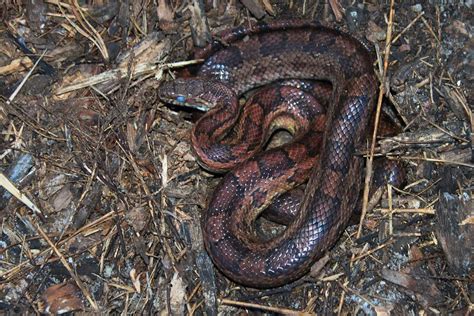 Snakes Of 2012 Northeast Field Herp Forum