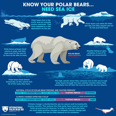 Pin By Meredith Seidl On Fun Animal Facts Polar Bear Polar Bear