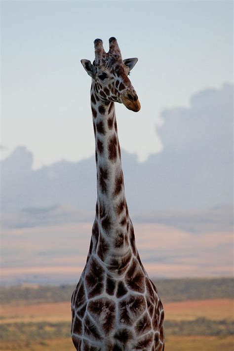 giraffe standing and looking photograph by joel santos fine art america