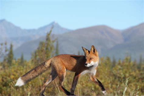 Alaska Fox In Denali National Park Photograph By Scott Lenhart