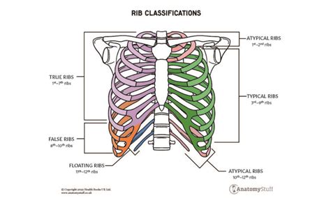 Thorax Anatomy AnatomyStuff