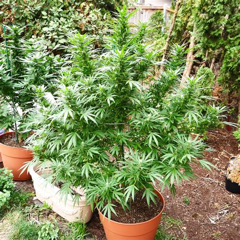 Growing Cannabis Outdoors Pots Or Open Soil