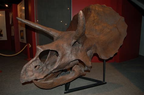 saurian svp 2012 the ceratopsians