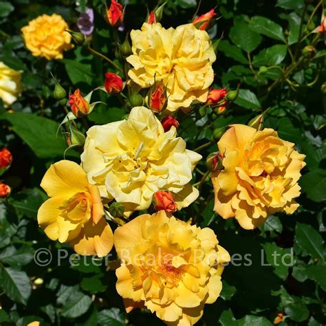 Autumn Sunset Shrub Rose Peter Beales Roses The World Leaders In