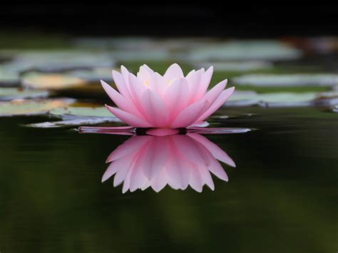 Desktop Wallpaper Lake Flower Pink Water Lily Reflections Hd Image