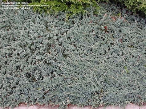 Plantfiles Pictures Creeping Juniper Trailing Juniper Creeping Cedar