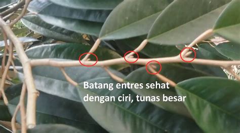 Kan bagus kalau standard dinaikkan ke cantum baji. Tips Memilih Tunas Durian Yang Sesuai Untuk Membuat ...