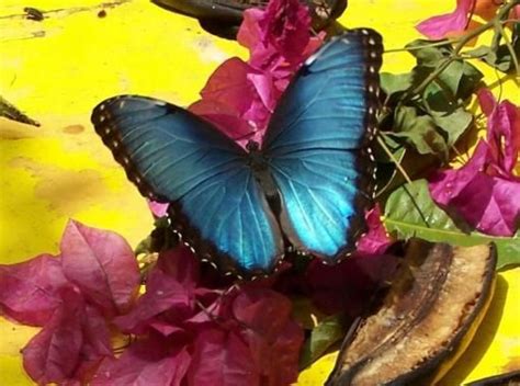 The Butterfly Farm In St Maarteni Will Be Going Here There On Our