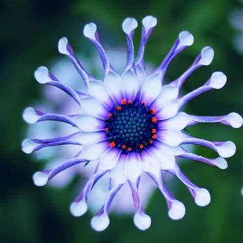 50pcs Rare Blue Daisy Plants Flower Seeds Exotic Ornamental Flowers