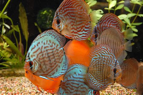 Conheça As Principais Espécies De Peixes Ornamentais Criação De Peixes