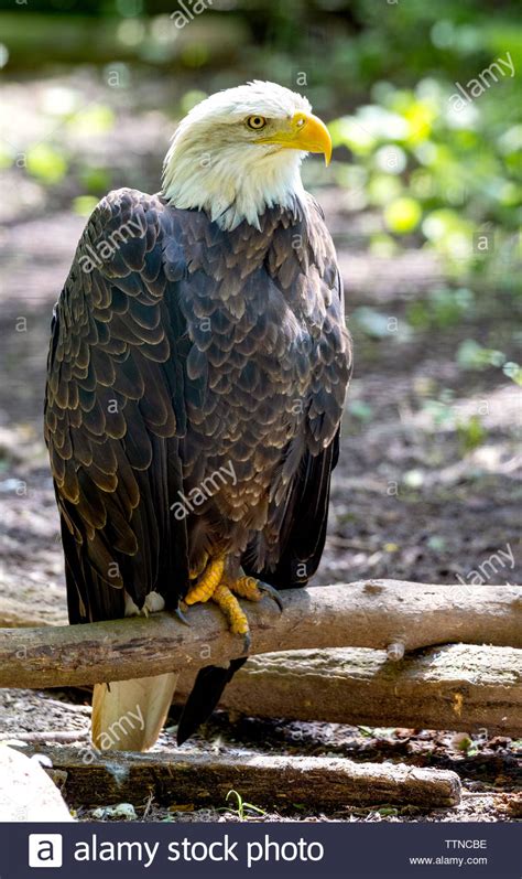 North American Bald Eagle Stock Photo Alamy