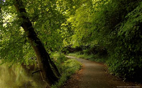 woodland path - HD Wallpapers
