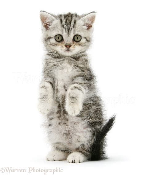 Silver Tabby Kitten Sitting With Paws Up Photo Wp18462