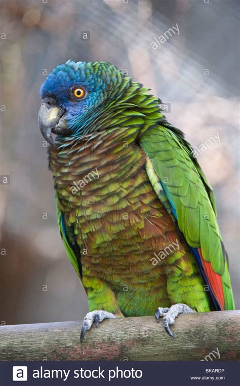 Saint Lucia Parrot Amazona Versicolor Female Bred At
