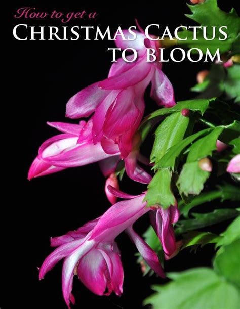 Due to its very sensitive features, a christmas cactus requires this answers the question on whether or not the christmas cactus is poisonous. Three Dogs in a Garden: So I bought a Christmas Cactus ...