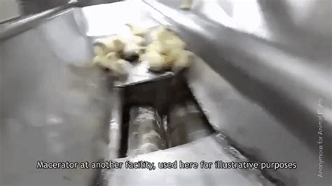 Are Chickens Killed For Eggs Here Are The Facts Peta