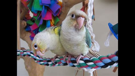 Video 6 Pineapple Turquoise Green Cheek Conure Babies Rainbow