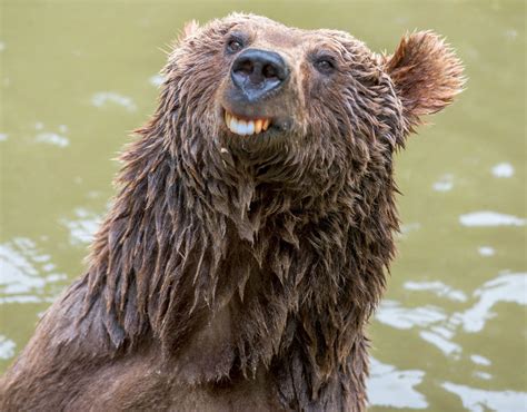 A Smiling Bear Hilarious Smiling Animals Around The