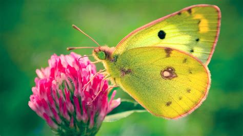 Green Butterfly On Pink Flower With Green Background 4k Hd