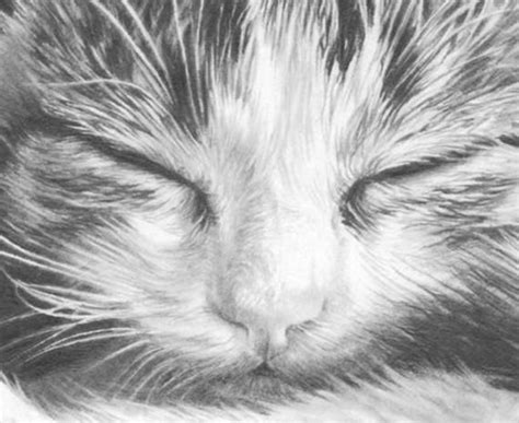 Tabby Cat Pencil Drawing Art Print Quality Cute Beautiful Cat