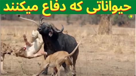 حیوانات که می توانند از خود در برابر شکارچیان دفاع کنند YouTube
