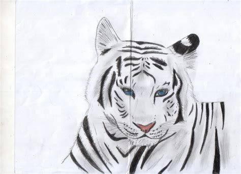 Tigre De Bengala Dibujado Por Katherinemars Dibujando