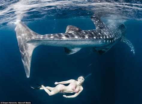 World S Sexiest Athlete Roberta Mancino Swims With Whale Sharks In Mexico Daily Mail Online
