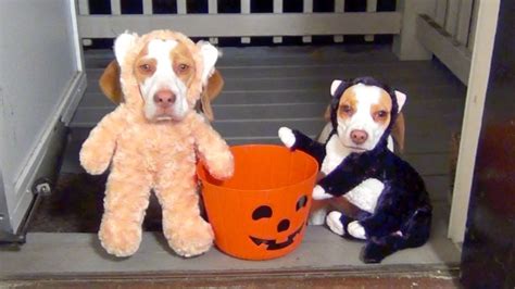 Dogs Go Trick Or Treating On Halloween Cute Dog Maymo