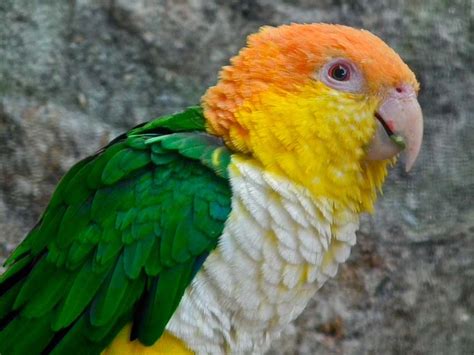 White Bellied Caique Traits History And Care With Pictures Pet Keen