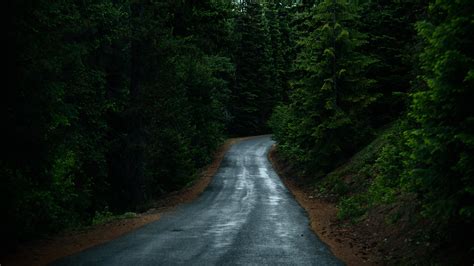 Forest Road Wallpaper