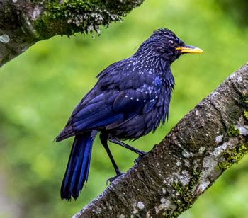 Top 10 birds of sikkim. Sikkim Animals Name : What Is The National Bird And Animal ...