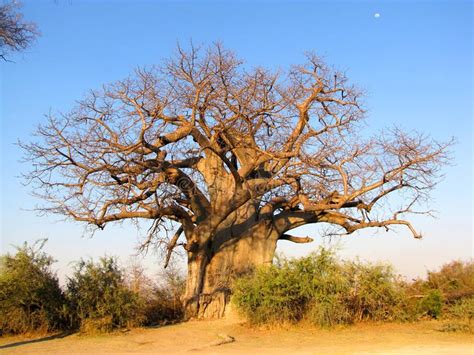 Baobab Tree Large Baobab Tree In Mahango Game Reserve Namibia